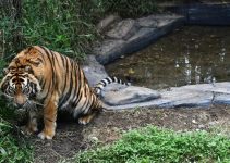 Jejak Terakhir: Melacak Populasi Harimau Sumatera yang Terus Berkurang