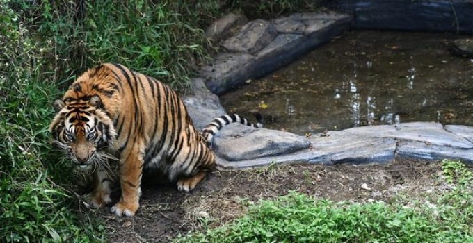 Jejak Terakhir: Melacak Populasi Harimau Sumatera yang Terus Berkurang
