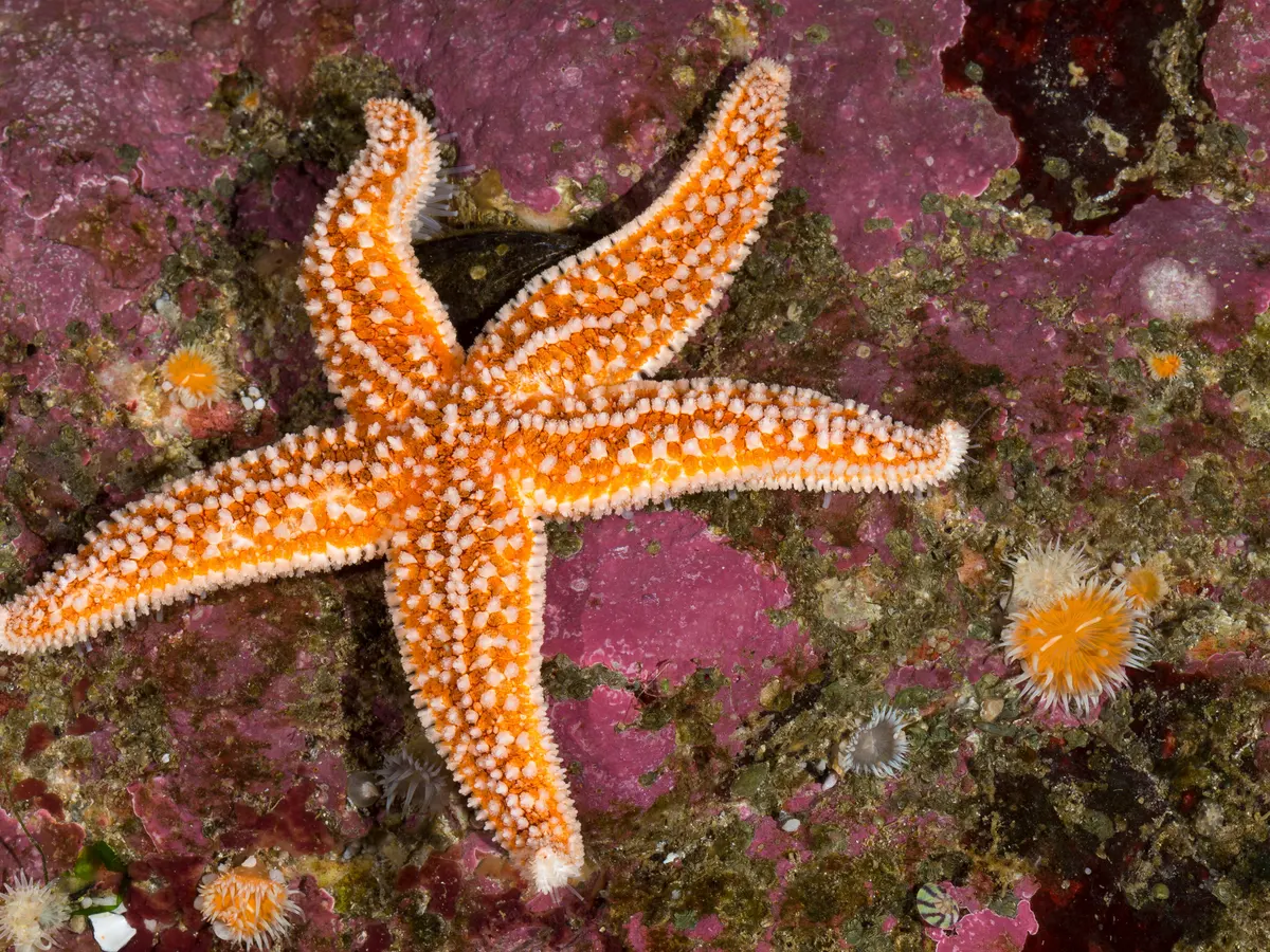 A close-up image of a vibrant orange starfish resting on a rocky seabed.