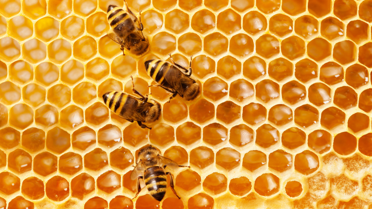 Botol madu lebah organik dengan sentuhan alami di atas meja kayu