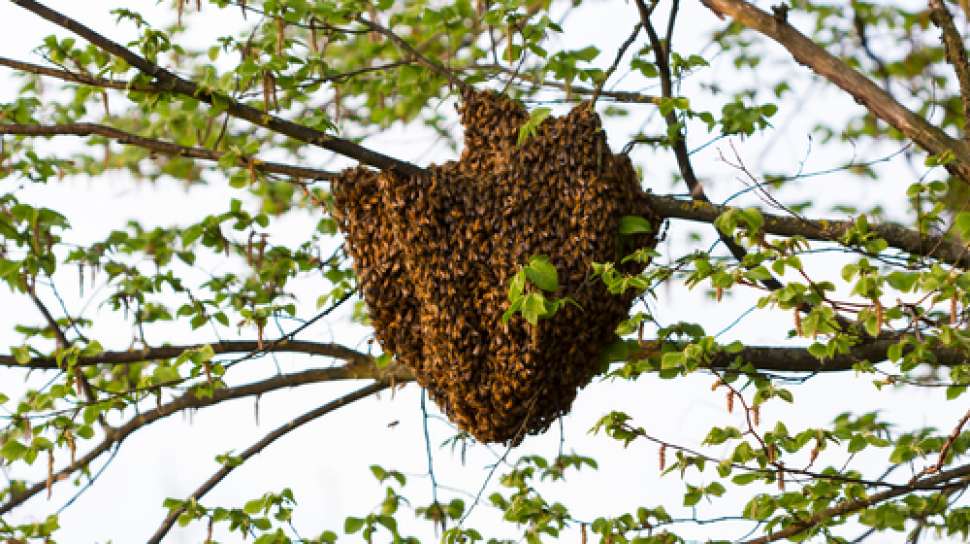 Madu lebah sedang mengumpulkan nektar dari bunga untuk membuat madu