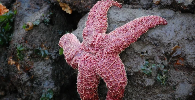 Starfish: Nature’s Resilient Wonders Beneath the Waves