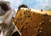 Madu lebah :Kekayaan Alami untuk Kesehatan and Kesejahteraan