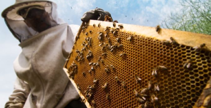 Madu lebah :Kekayaan Alami untuk Kesehatan and Kesejahteraan