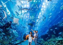 Dubai Aquarium: Destinasi Wisata Bawah Laut Terbaik di Dunia 2024