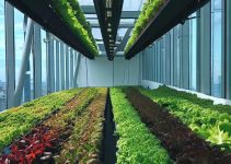 Urban Farming: Integrating Urban Farms into City Planning for Sustainability