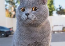 Kucing British Shorthair: Panduan Lengkap dan Menarik