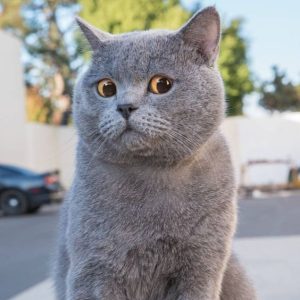 Kucing British Shorthair