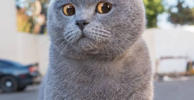 Kucing British Shorthair