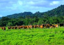 Padang Rumput Savana: Keindahan Alam yang Memukau dan Penuh Keanekaragaman