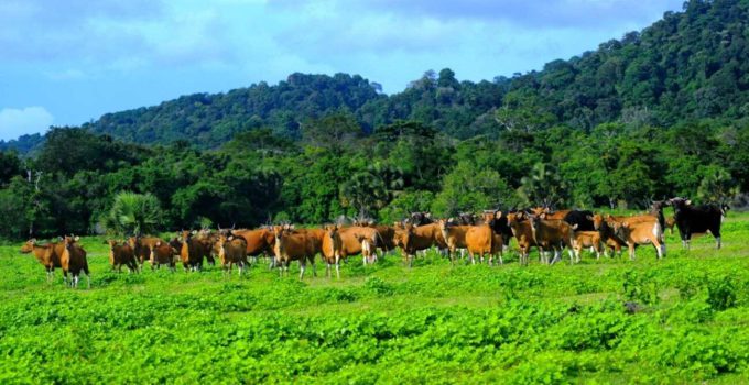 Padang Rumput Savana: Keindahan Alam yang Memukau dan Penuh Keanekaragaman