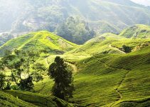 Cameron Highlands: Petualangan Sejuk di Jantung Pegunungan Malaysia