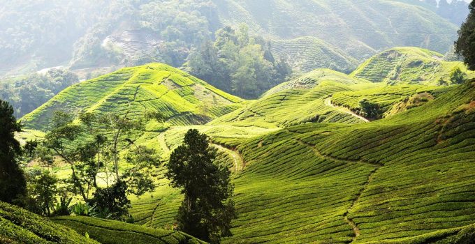 Cameron Highlands: Petualangan Sejuk di Jantung Pegunungan Malaysia