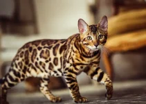 Kucing Bengal: Keunikan, Karakteristik, dan Cara Perawatannya