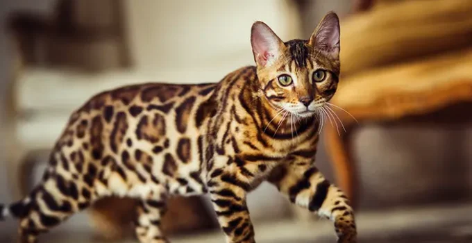 Kucing Bengal