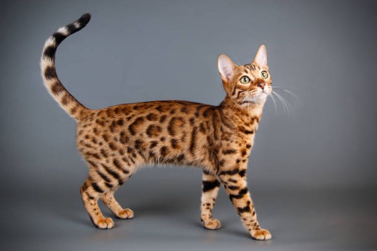 Kucing Bengal