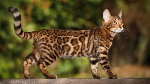 Kucing Bengal