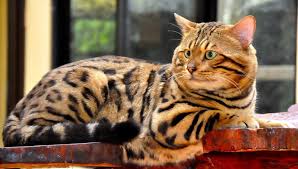 Kucing Bengal