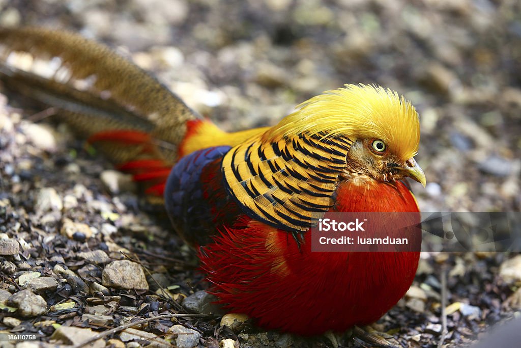 Makna Simbolis dan Kebudayaan Burung Pagar Emas