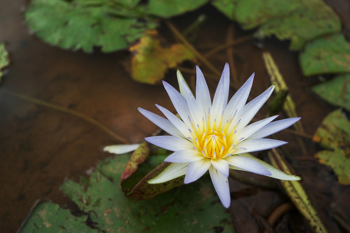 Challenges and Conservation Nymphaea caerulea