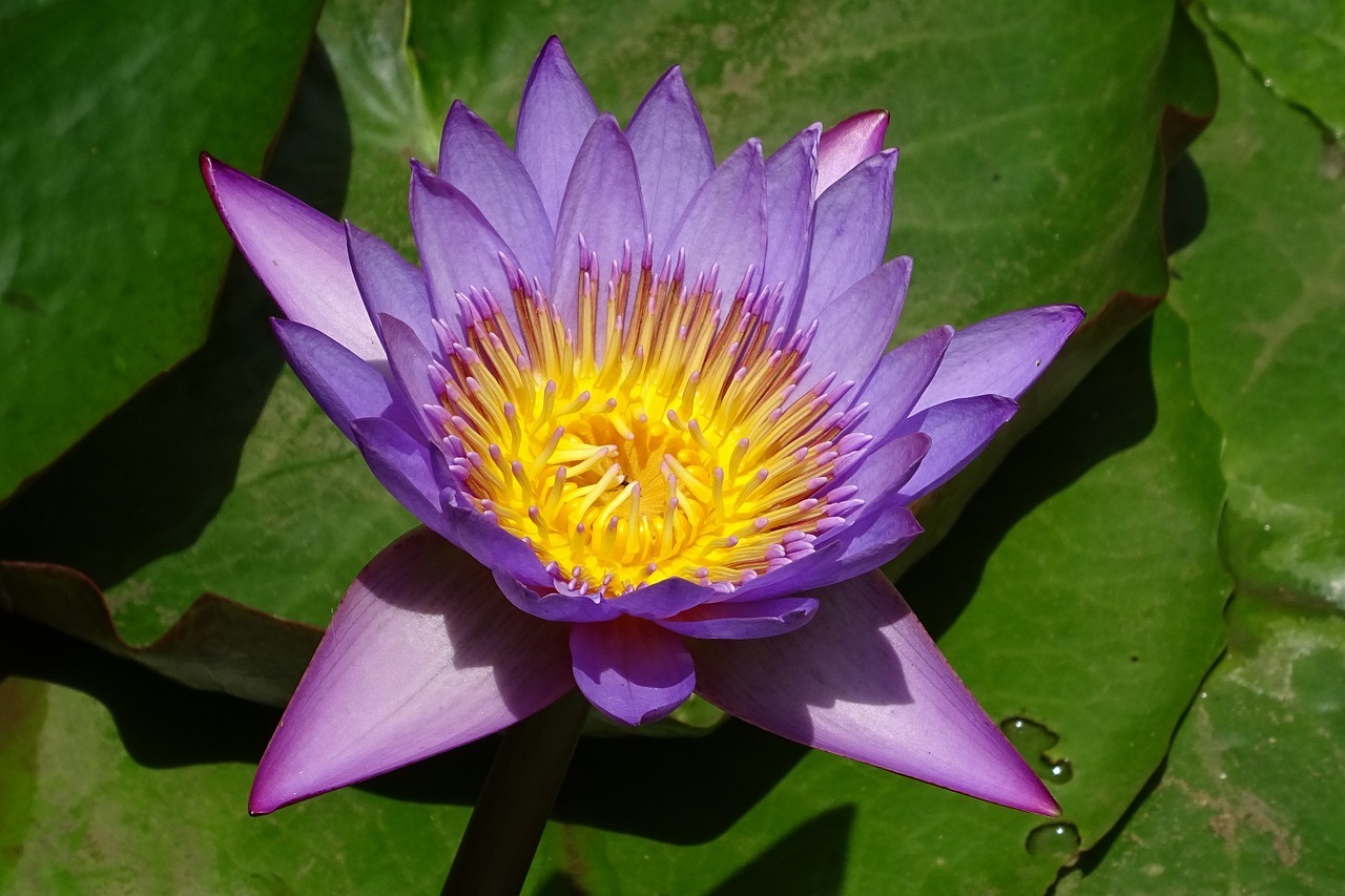 Historical Significance and Cultural Heritage Nymphaea caerulea