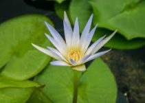 Nymphaea caerulea: From Rituals of the Pharaohs to Modern Herbal Use