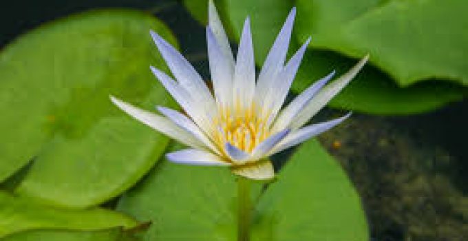 Nymphaea caerulea