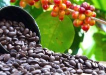 Kopi Flores: Keunikan, Budidaya, dan Daya Tarik di Dunia Kopi