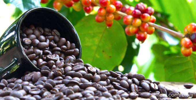 Kopi Flores: Keunikan, Budidaya, dan Daya Tarik di Dunia Kopi