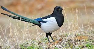 Eurasian Magpie
