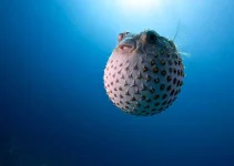 Ikan Buntal: Cerita Seru, Fakta Unik, dan Pelajaran Berharga dari Si Ikan Imut Berbahaya
