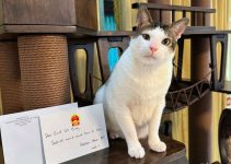 Bobby Kertanegara: Kucing Presiden yang Menjadi Sorotan Publik Bobby Kertanegara: Kucing Presiden yang Menjadi Sorotan Publik