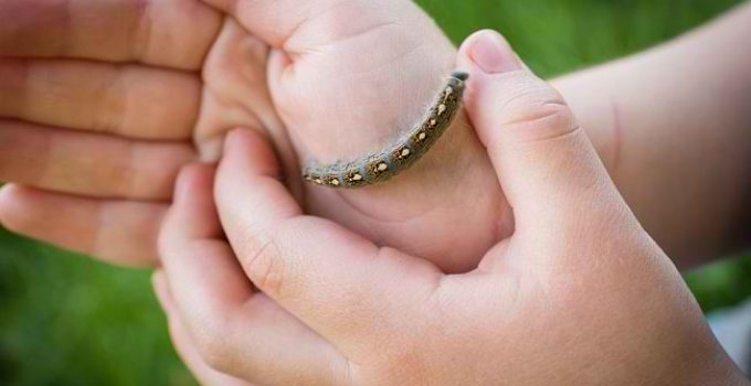 Rahasia Ulat Bulu Laut: Keindahan yang Menyengat di Dunia Bawah Air