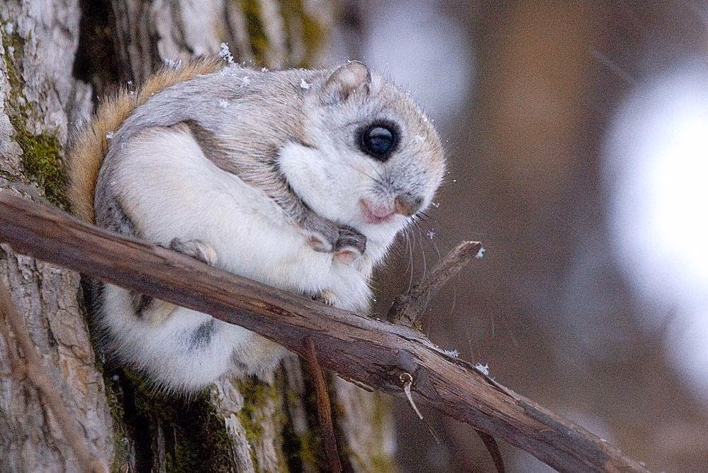 Karakteristik Hutan yang Menjadi Rumah Ideal bajing terbang