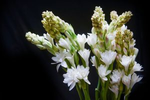 Pesona Bunga Sedap Malam: Lebih dari Sekadar Aroma Mistis