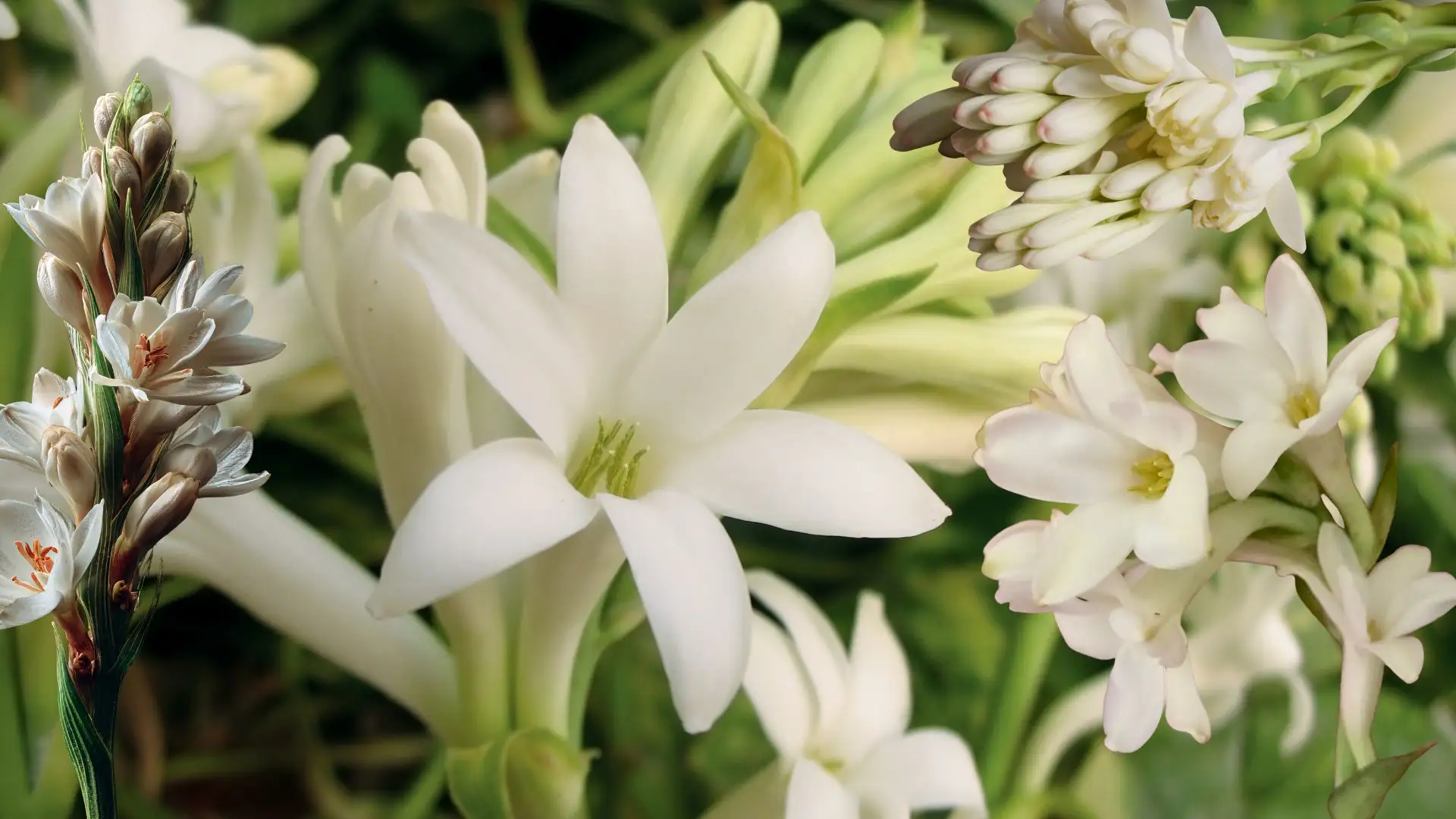 Rahasia Merawat Bunga Sedap Malam agar Awet di Dalam Ruangan