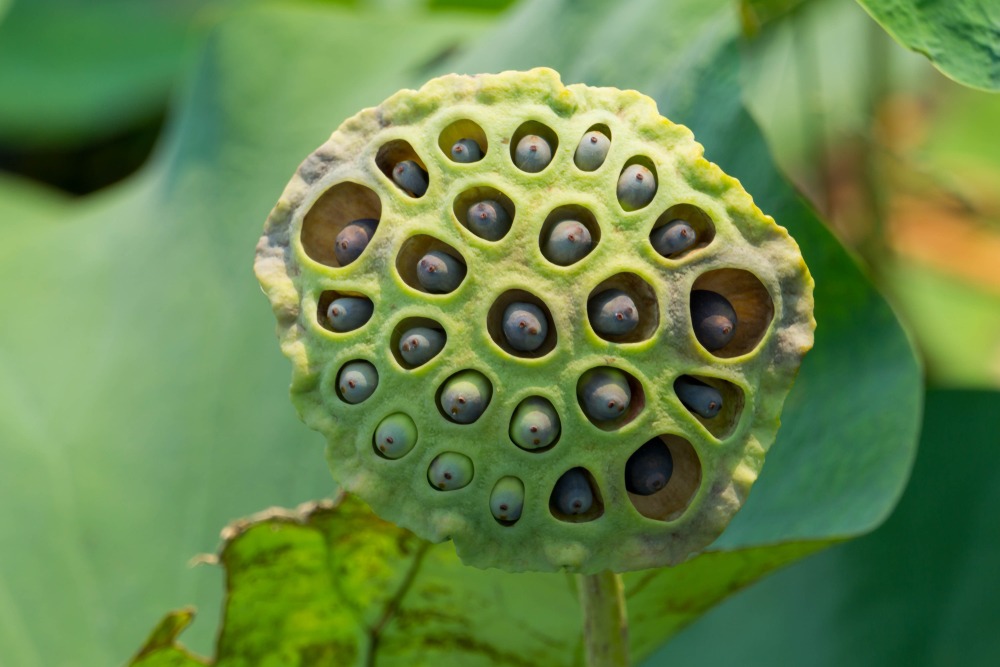 Tripofobia